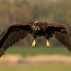 Seeadler...