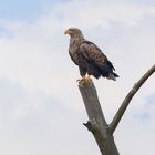 Seeadler