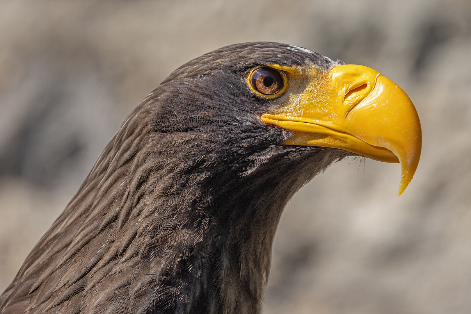 Seeadler