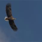 Seeadler