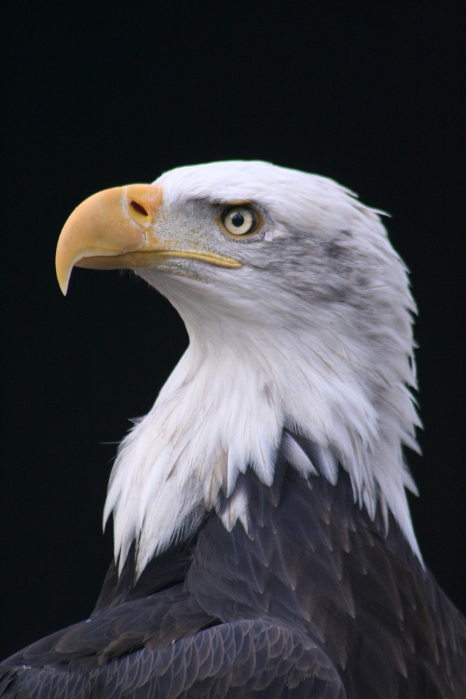 Seeadler