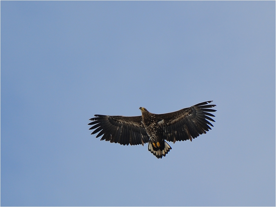 Seeadler