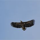 Seeadler