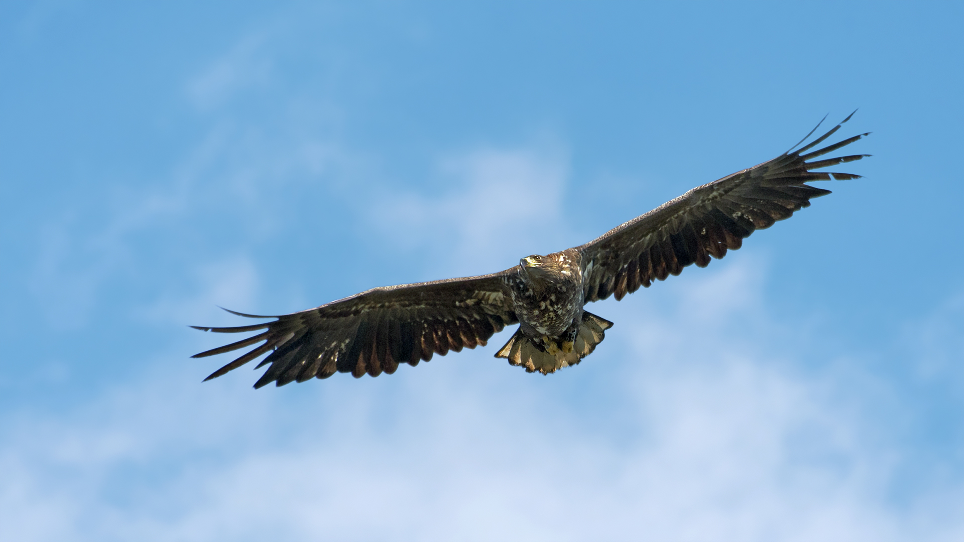 Seeadler