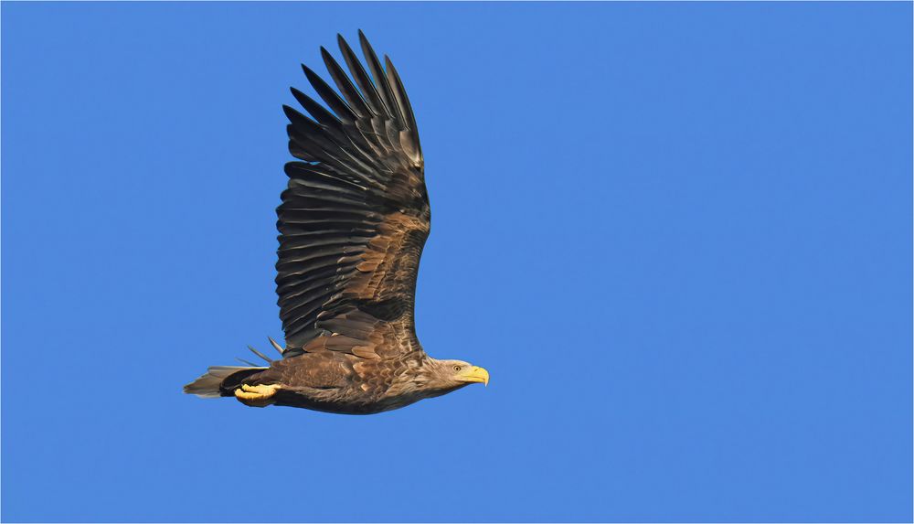 Seeadler