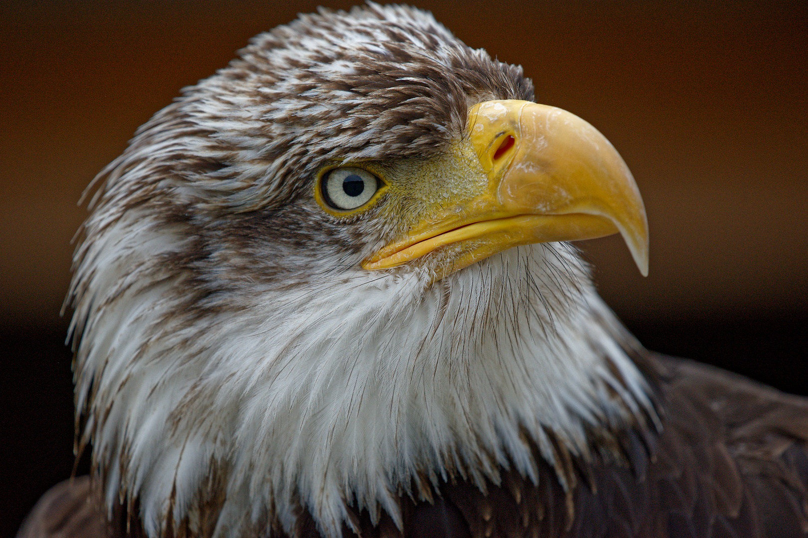 Seeadler Foto & Bild | natur, zoo, tiere Bilder auf fotocommunity