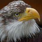 Seeadler