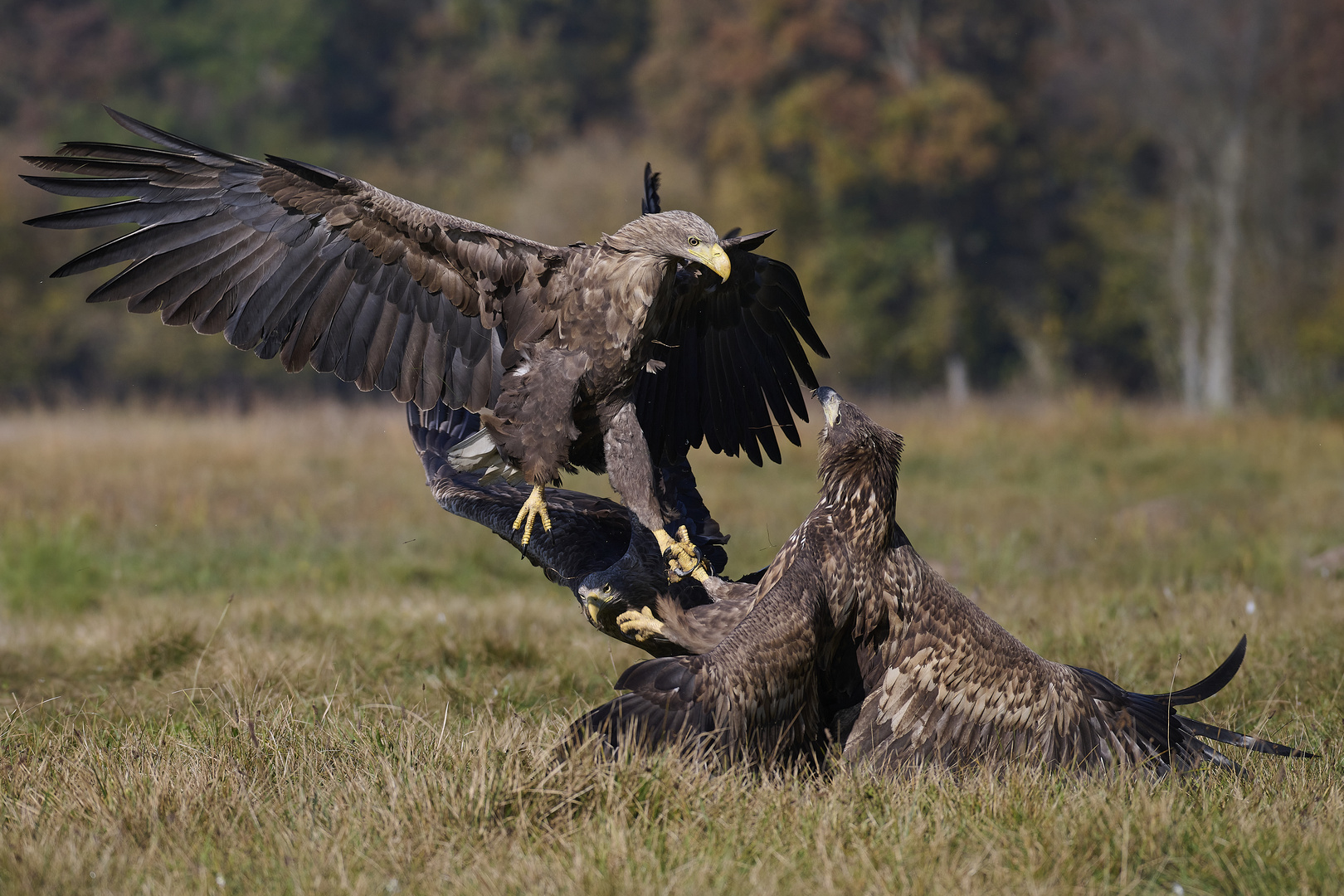 Seeadler