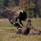 Seeadler