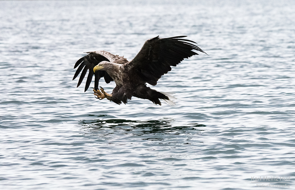 ...Seeadler...