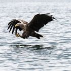 ...Seeadler...