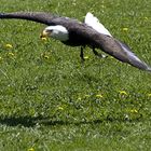 Seeadler