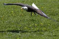 Seeadler