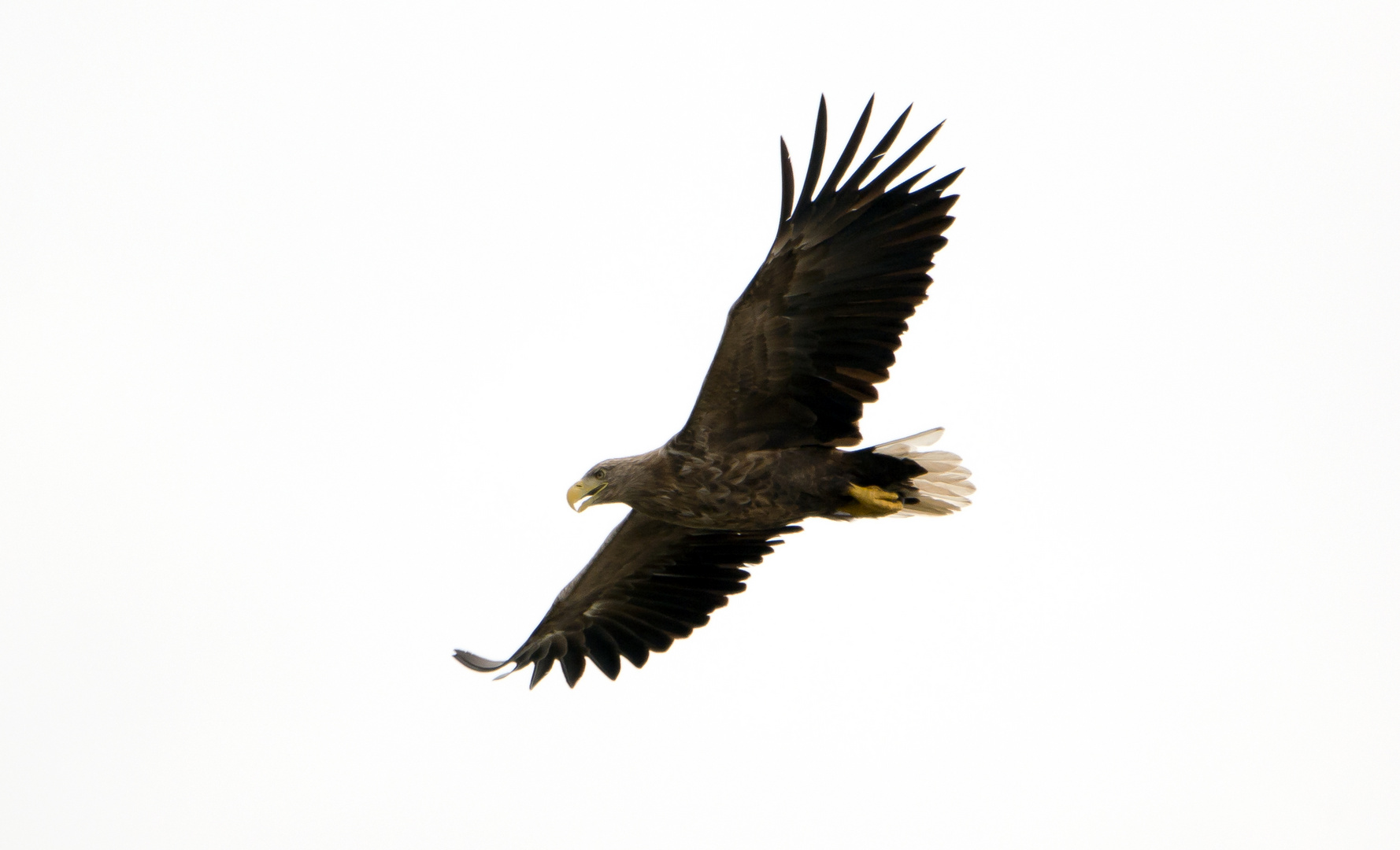 Seeadler