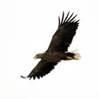 Seeadler