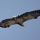 Seeadler