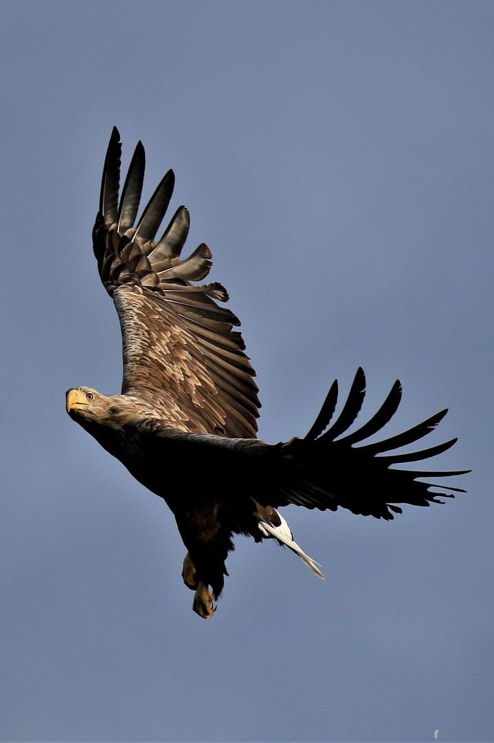 Seeadler