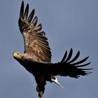 Seeadler