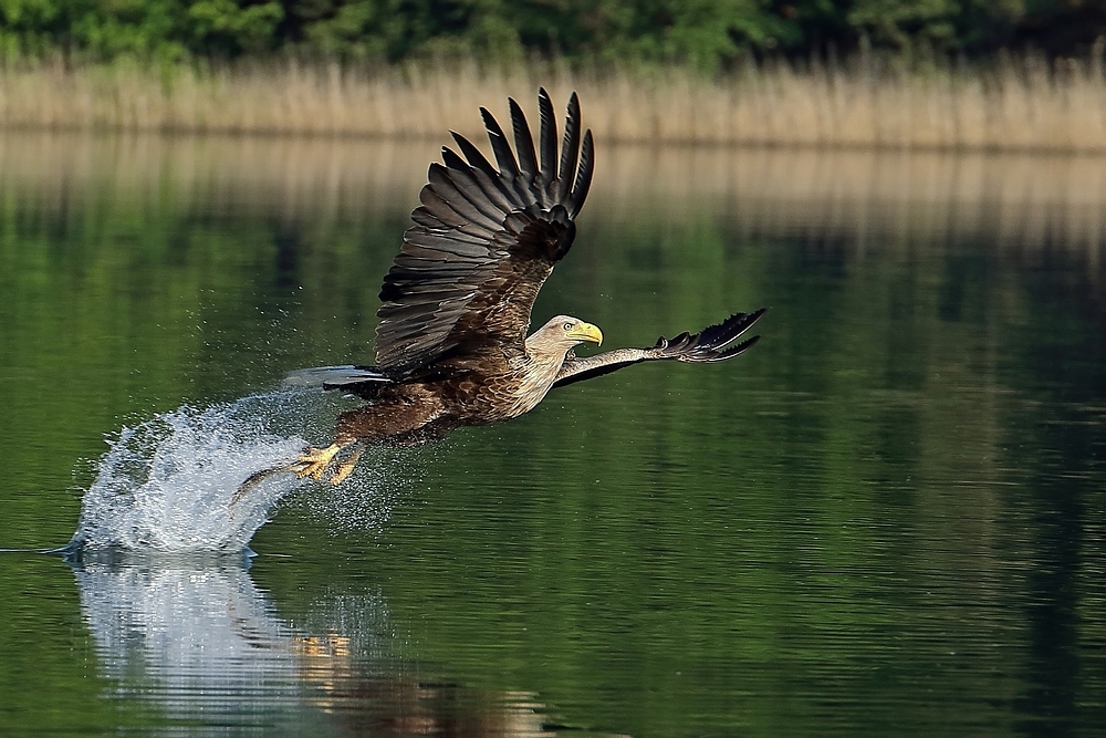 Seeadler - Abflug