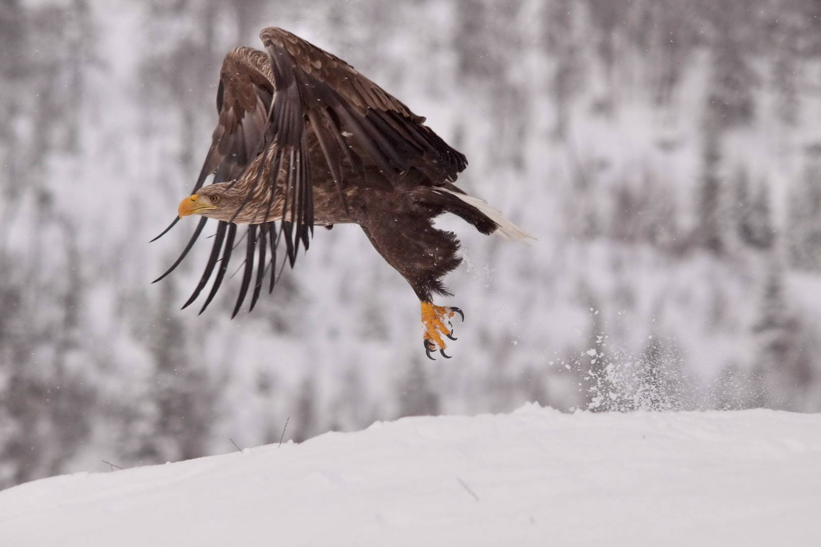 Seeadler: Abflug