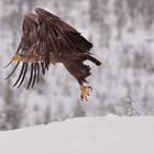 Seeadler: Abflug