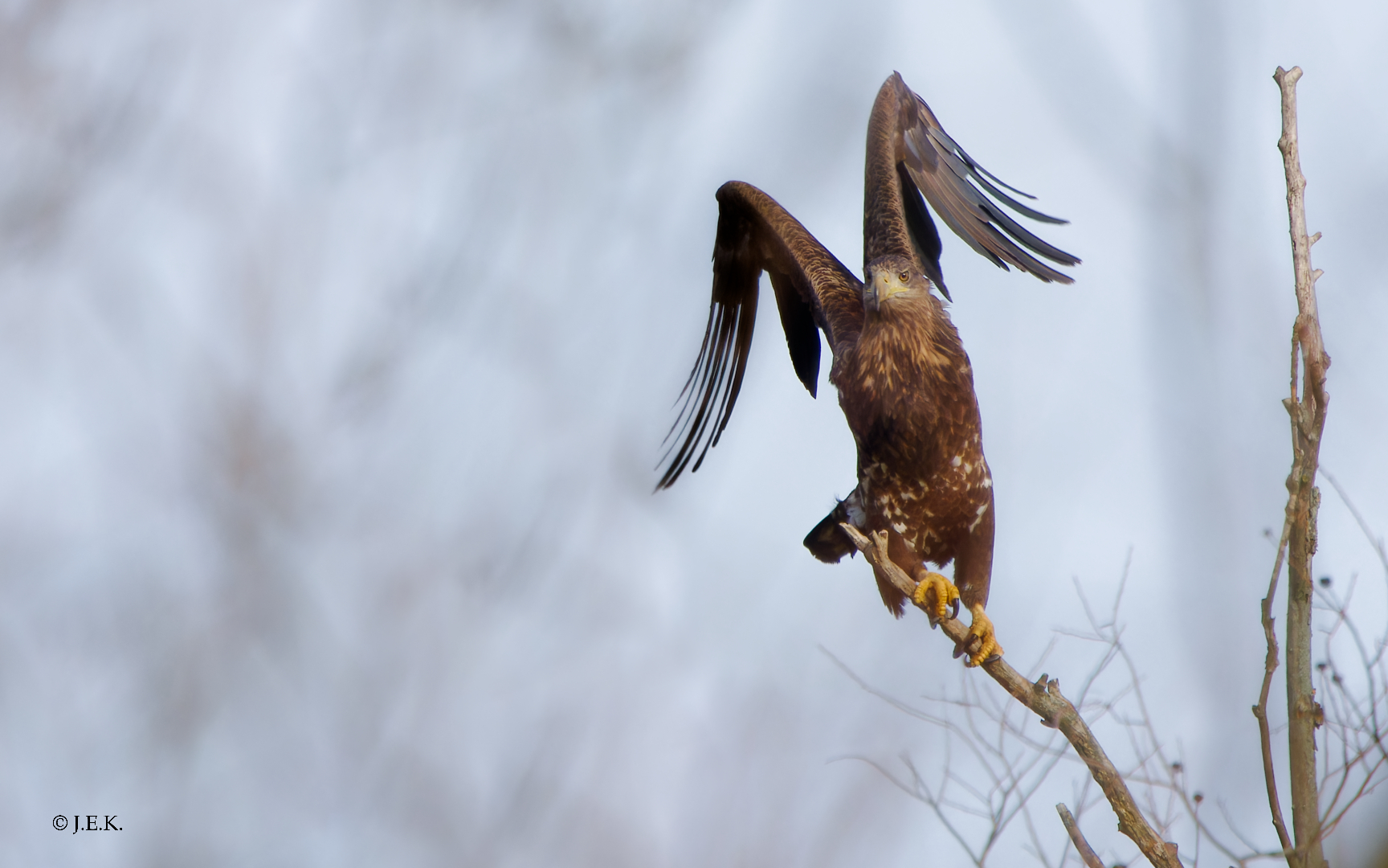 Seeadler