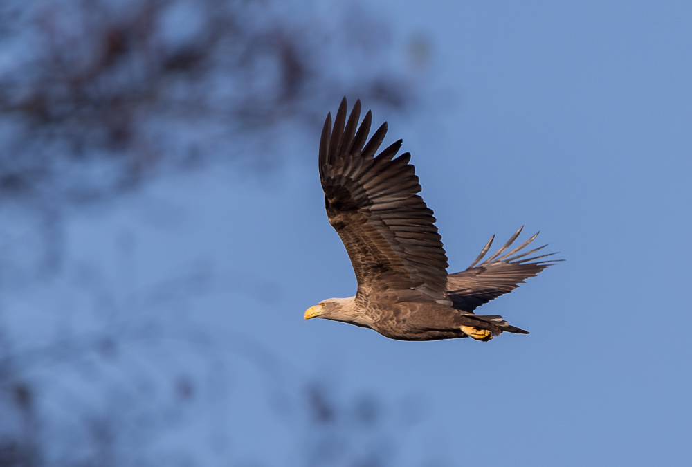 Seeadler