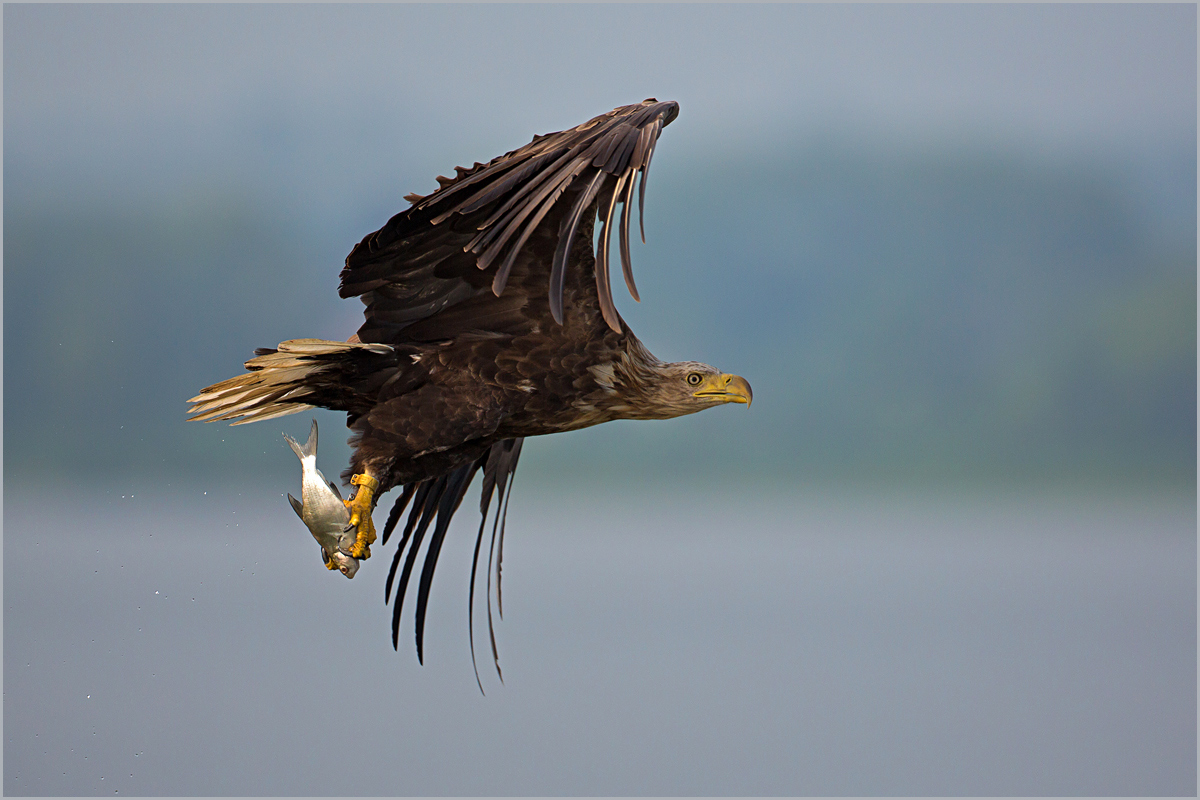 seeadler