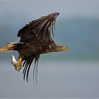 seeadler