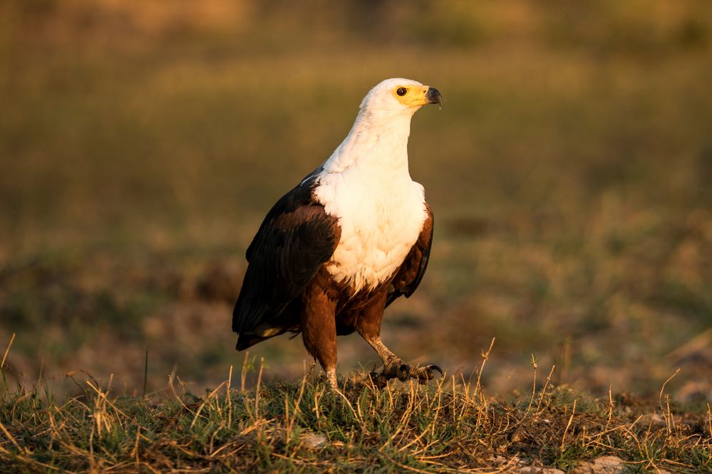 Seeadler