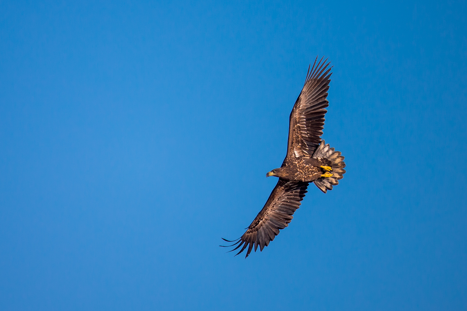 Seeadler