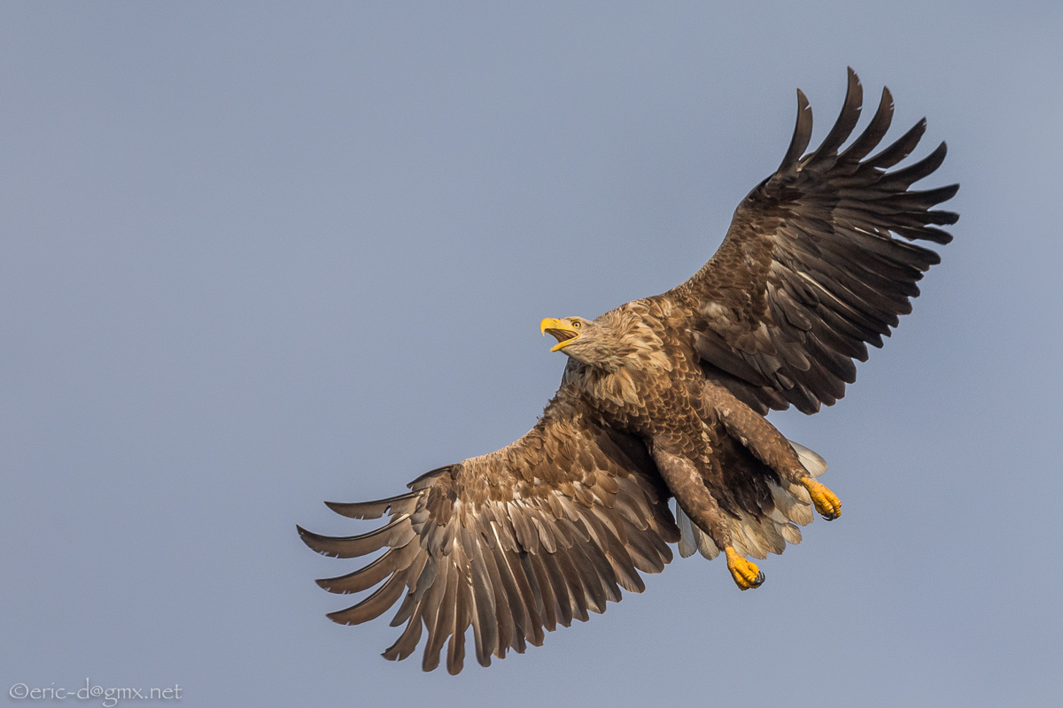 Seeadler Action