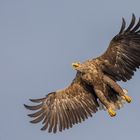 Seeadler Action