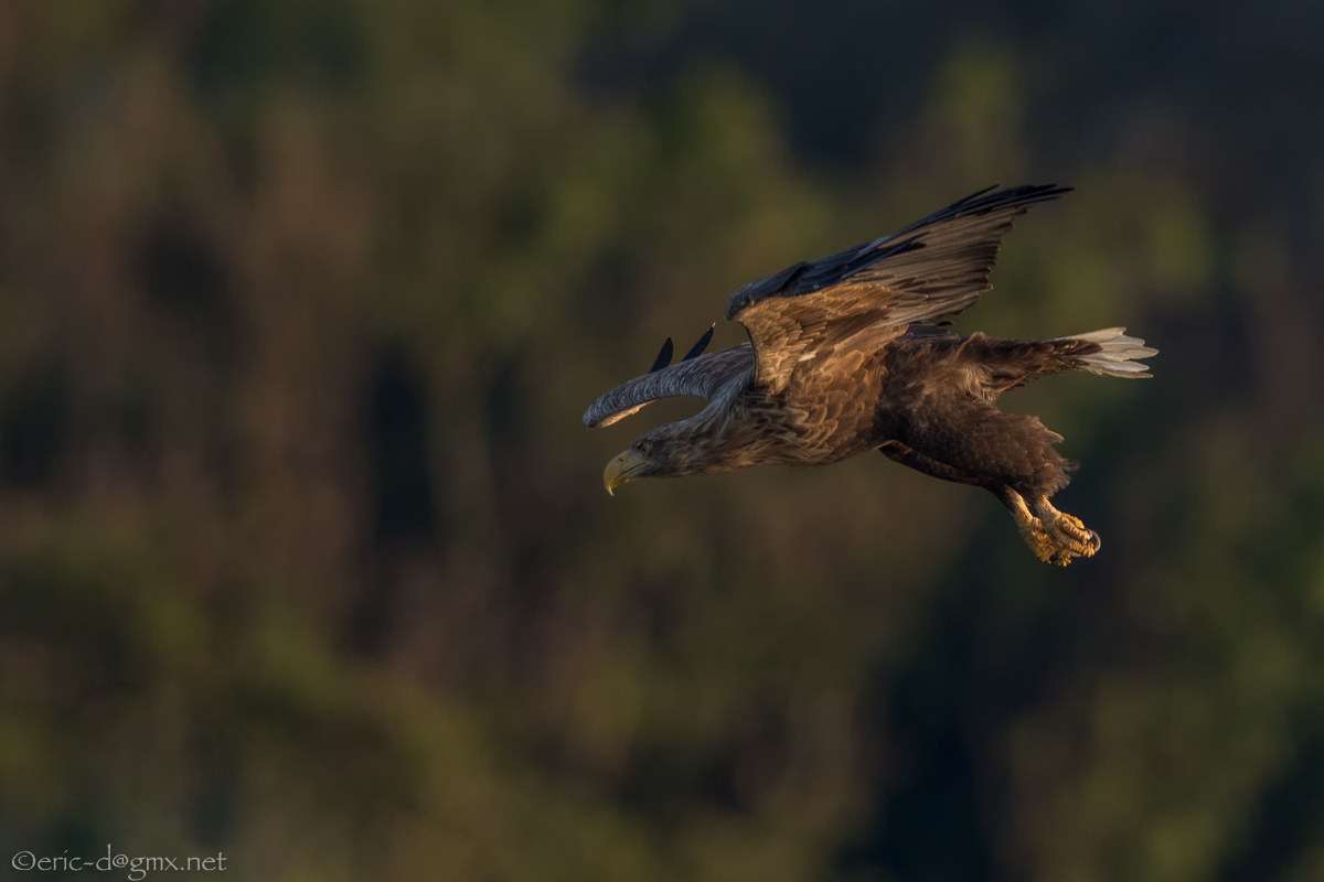 Seeadler Action