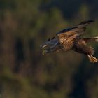 Seeadler Action