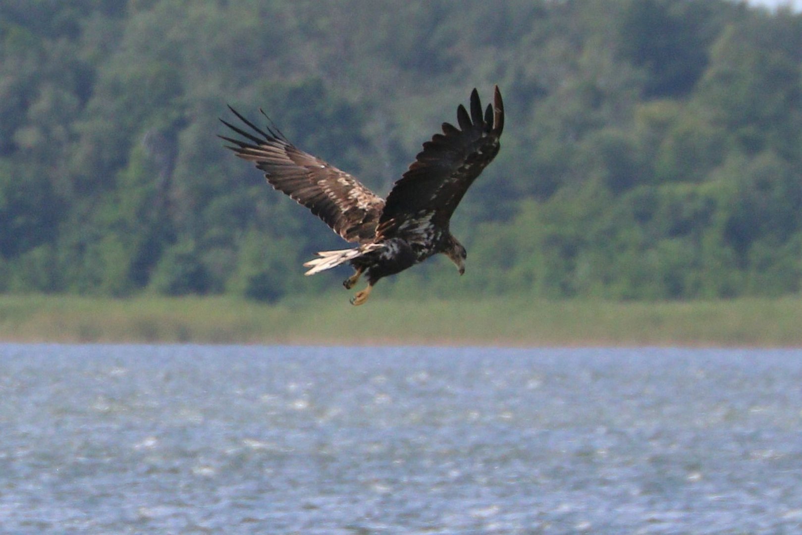 Seeadler