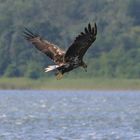 Seeadler