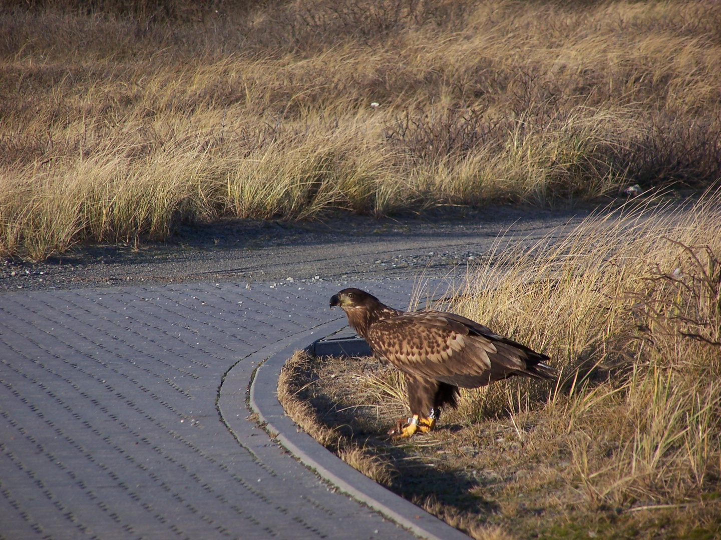 Seeadler