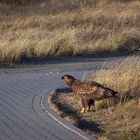 Seeadler