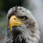 Seeadler