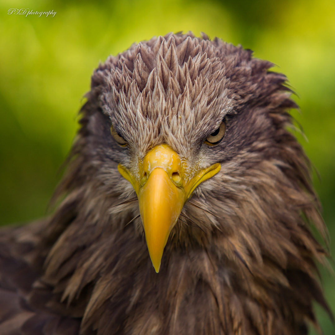 Seeadler Adolar