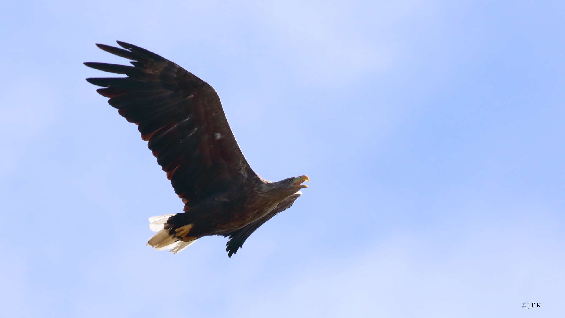 Seeadler (adult)