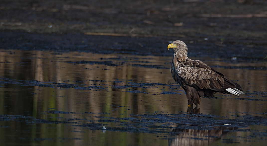 Seeadler adult - Bodenansitz  im Teich