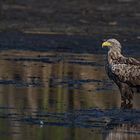 Seeadler adult - Bodenansitz  im Teich