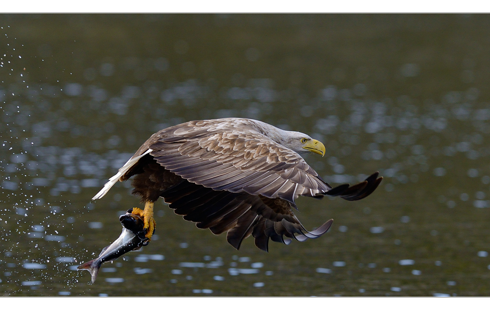 Seeadler