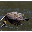 Seeadler