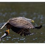 Seeadler