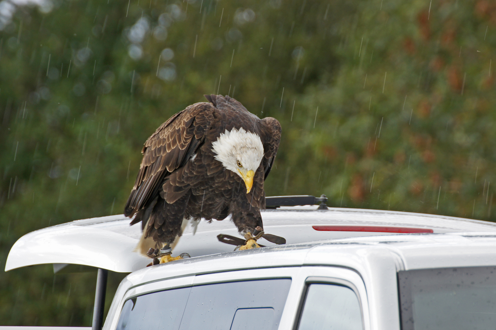 Seeadler