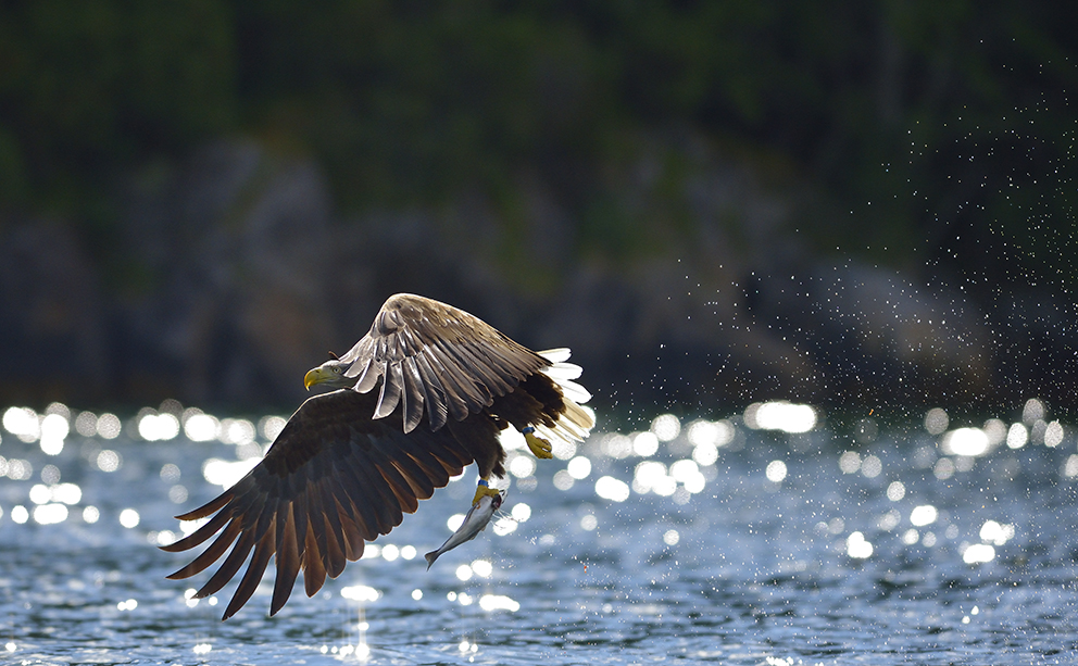 Seeadler