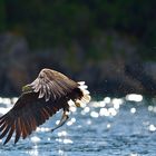 Seeadler